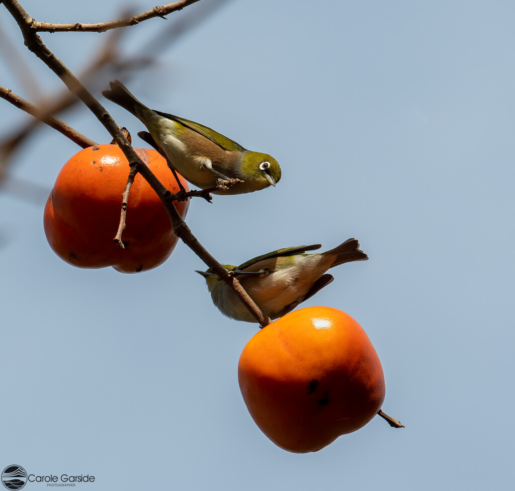 Persimmons and Waxeyes by yorkshirekiwi