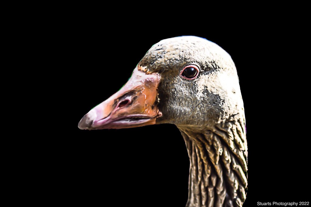 Solo goose  by stuart46