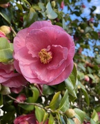 18th May 2022 - Camellia