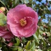 Camellia by kjarn