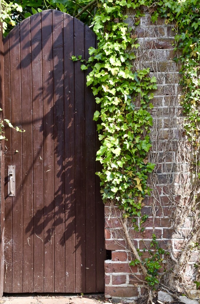 Ivy gate by wakelys