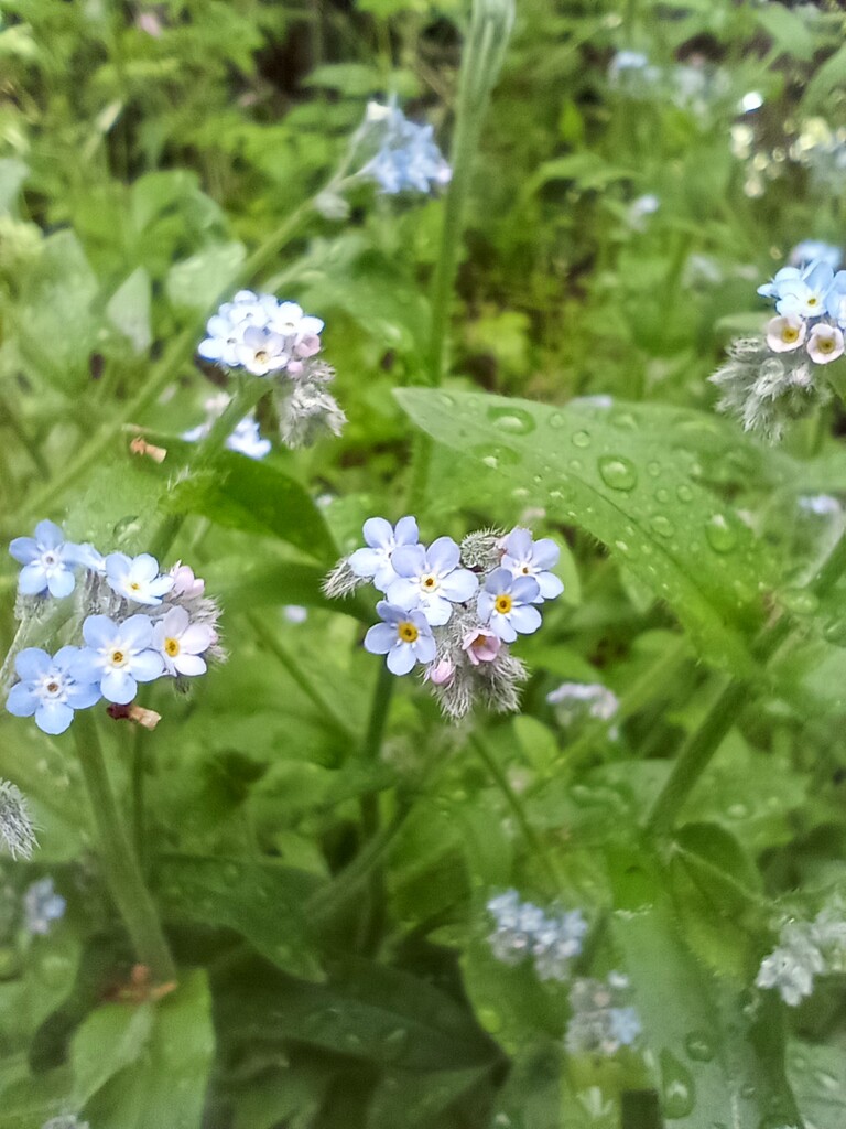 Forget me nots by 365projectorgjoworboys