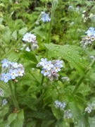 18th May 2022 - Forget me nots
