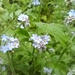 Forget me nots by 365projectorgjoworboys