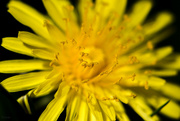 14th May 2022 - The dandelion