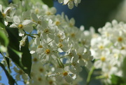 18th May 2022 - Bird cherry is fragrant.