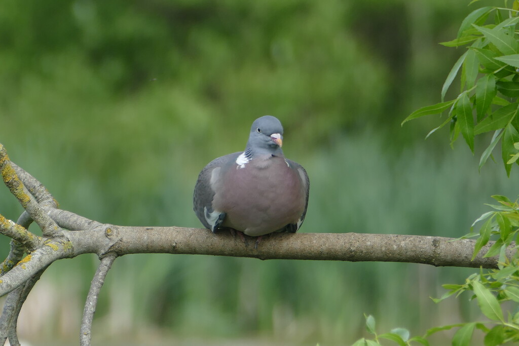 a pigeon on a branch by cam365pix