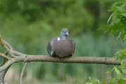 8th May 2022 - a pigeon on a branch