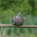 a pigeon on a branch by cam365pix