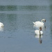 three swans by cam365pix