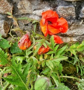 18th May 2022 - My poor Poppies.........