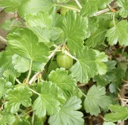 18th May 2022 - Dare I hope for some gooseberries this year ? 