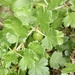 Dare I hope for some gooseberries this year ? 