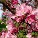 Blossoms Pt 2