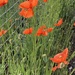 Poppies by elainepenney