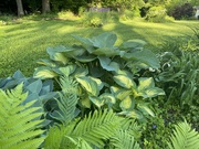18th May 2022 - My hosta are doing well