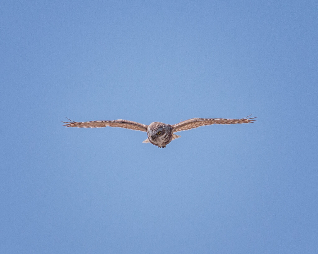 burrowing owl in flight by aecasey