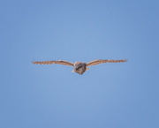 17th May 2022 - burrowing owl in flight