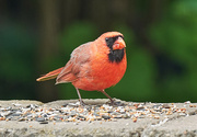 18th May 2022 - Red Cardinal