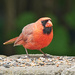 Red Cardinal by gardencat