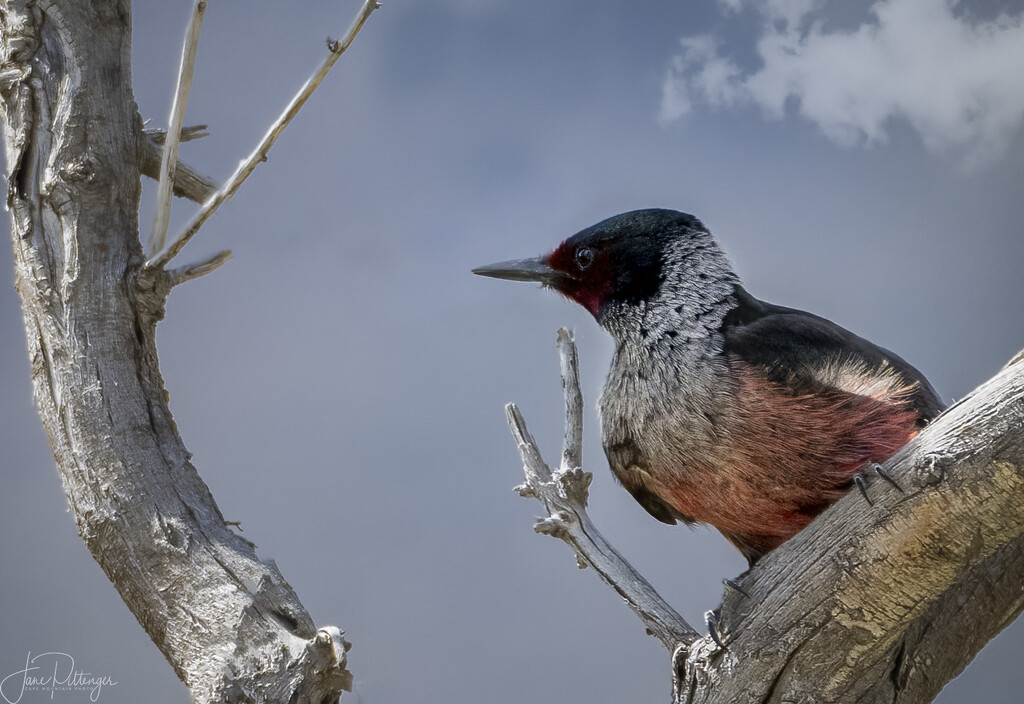 Lewis' Woodpecker by jgpittenger