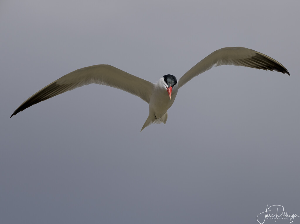 Royal Tern by jgpittenger