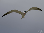 18th May 2022 - Royal Tern