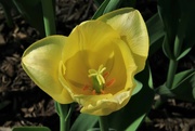 29th Apr 2022 - Yellow Flower