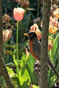 17th May 2022 - Robin And A Flower