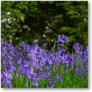 18th May 2022 - bluebells and trees
