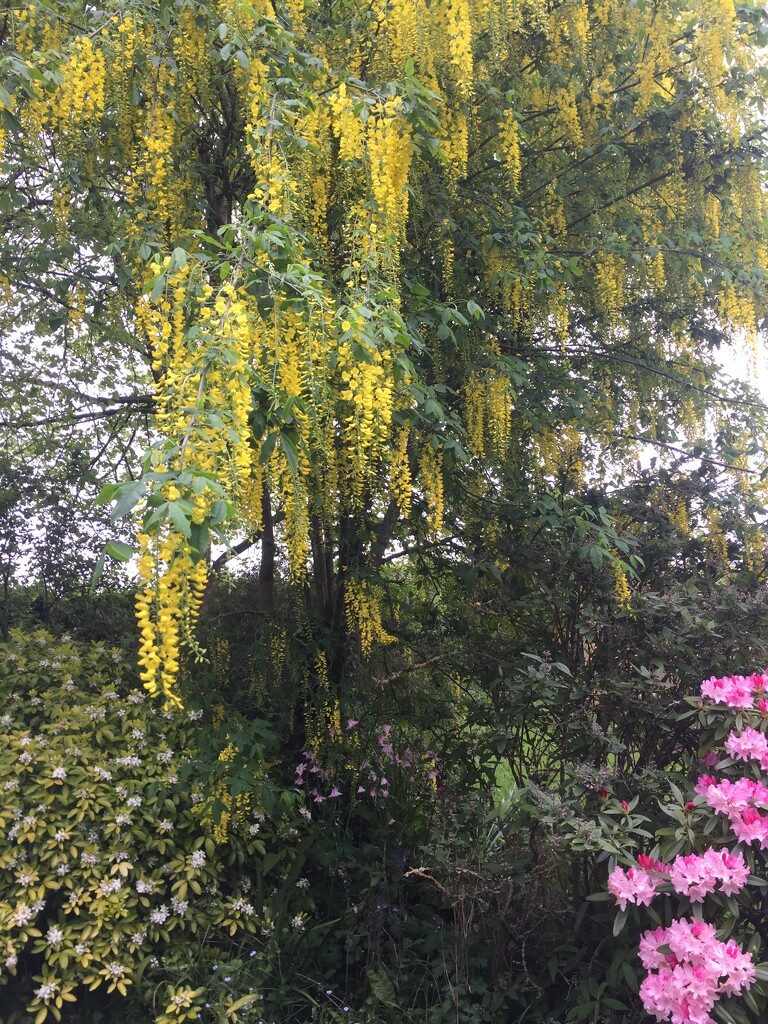 Laburnum looking colourful at end of the garden by snowy