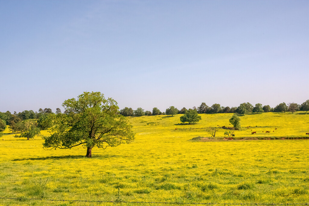 Fields of Yellow by samae