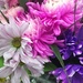 PIC-Flowers by dariaspix