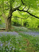 15th May 2022 - A walk amongst the bluebells