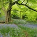 A walk amongst the bluebells by roachling