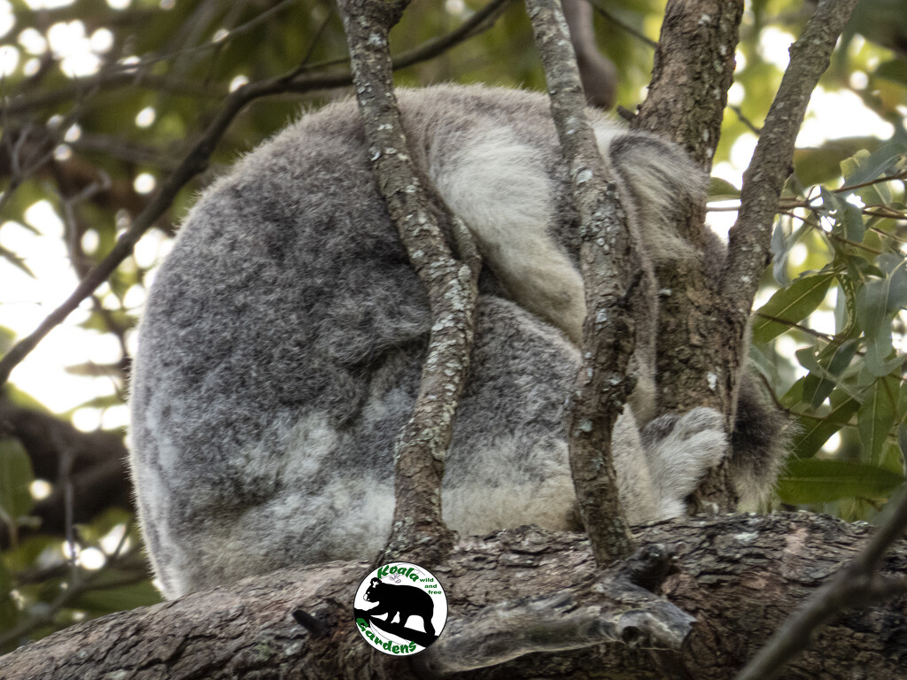 secret? by koalagardens