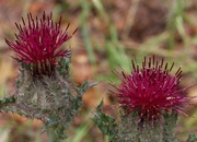 19th May 2022 - The return of the frost burned thistle...