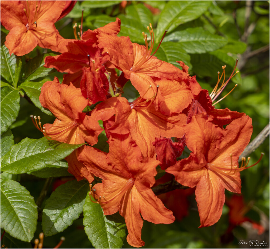 Orange Rhododendron by pcoulson