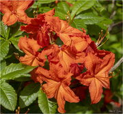 18th May 2022 - Orange Rhododendron