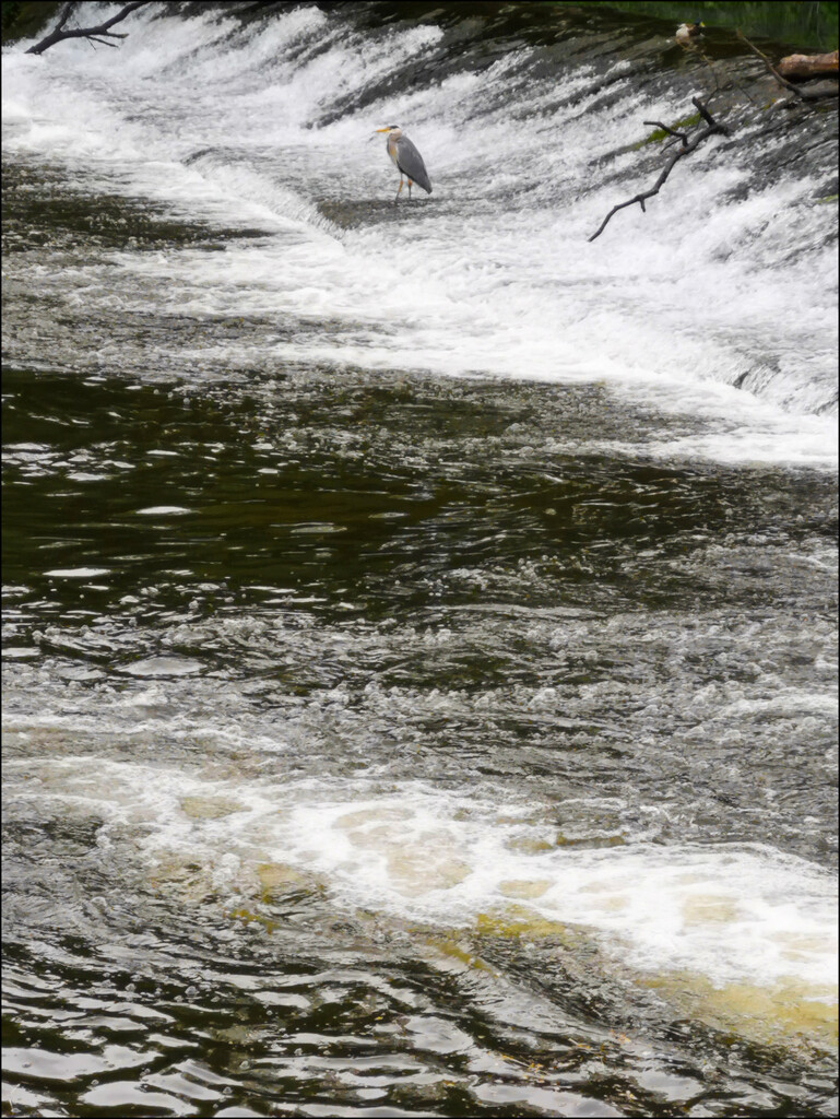 Weir by sanderling