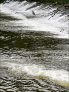 18th May 2022 - Weir