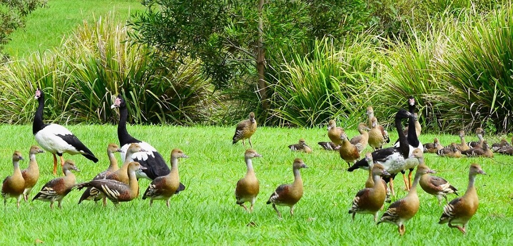  Magpie Geese & Plumed Whistling Ducks ~   by happysnaps