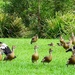  Magpie Geese & Plumed Whistling Ducks ~  