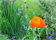 19th May 2022 - Orange poppy 