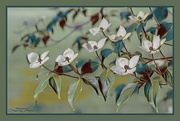 17th May 2022 - Dogwoods