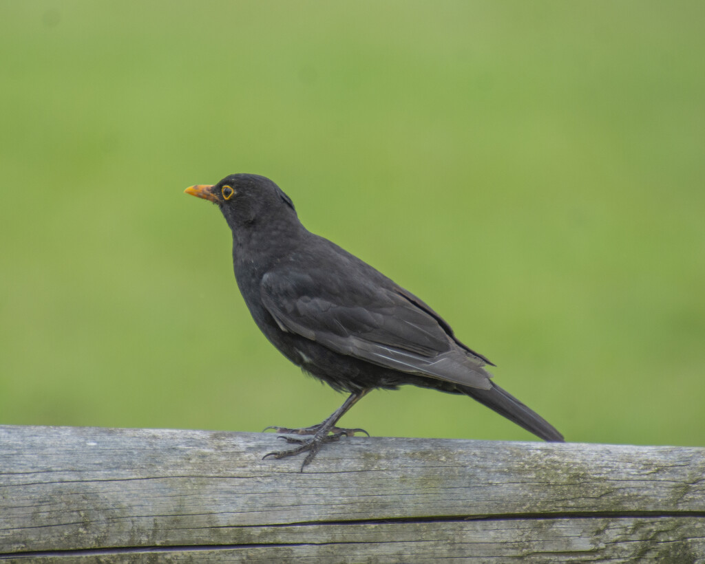 Common Blackbird by cwbill