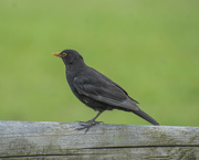 5th May 2022 - Common Blackbird