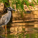 Yellow Crowned Night Heron! by rickster549