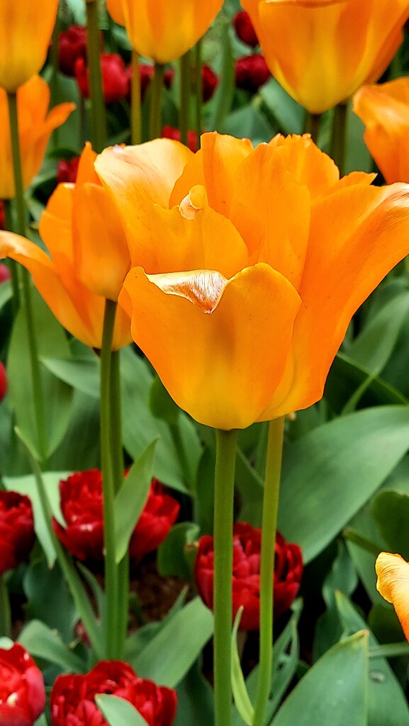 Orange  Tulip V by harbie