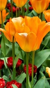 18th May 2022 - Orange  Tulip V